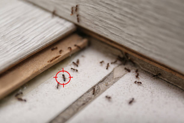 Best Emergency Pest Control  in St Helens, OR